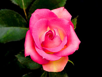 Bloom for Carol, rose, pink, flower, green, cream HD wallpaper