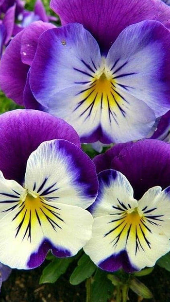 Flower, Adorable Flower HD phone wallpaper