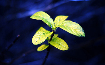 Nature, Leaves, Plant, Macro, Greens, Blue Background, Leaflets HD wallpaper