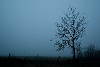 Nature, Sky, Wood, Tree, Fog, Branches HD wallpaper