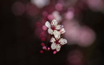 Sakura Cherry Blossoms, flower, blossom, cherry, sakura HD wallpaper