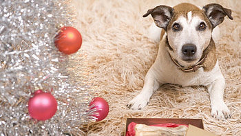 Animals, New Year, Dog, Carpet HD wallpaper