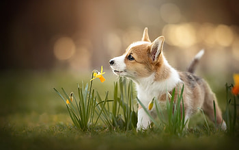 Yellow flowers, Welsh Corgi, Puppy, High quality HD wallpaper