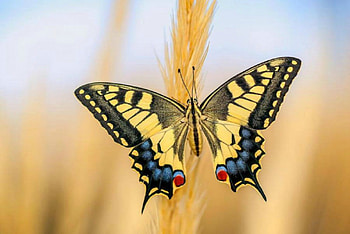 Yellow butterfly, summer, butterfly, field, yellow HD wallpaper