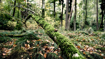 Landscape, Trees HD wallpaper