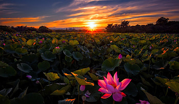 Sunrise, earth, graphy, sky, nature, flowers, leafs, sun, lotus HD wallpaper
