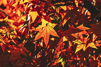Nature, Autumn, Leaves, Branch, Shadow, Sunlight, Maple HD wallpaper