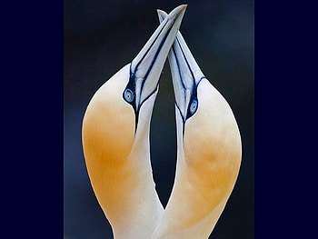 Beautiful Birds, cool HD wallpaper