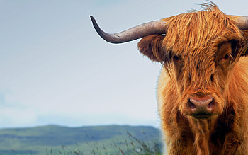 Cow , Cattle breeds, Bovine animals, Ranching HD wallpaper