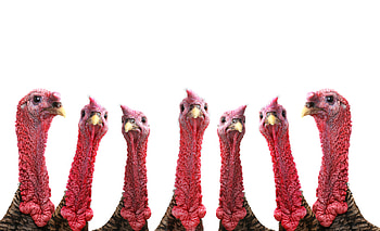 :D, white, thanksgiving, turkey, bird, red, pasare, larry parsons HD wallpaper