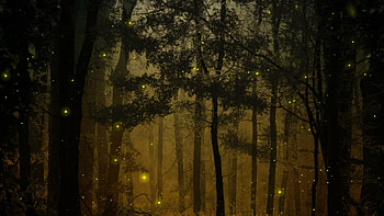 Nighttime woods, Firefly (Insect) HD wallpaper