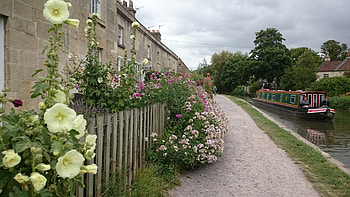 Kennet and Avon Canal, Kennet and Avon, Flowers, Hollyhocks, Cycle Path, Bath HD wallpaper