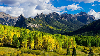 Yellow Forest, clouds, trees, sky, forest HD wallpaper