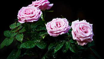 Dew Drops on Pink Roses, drops, nature, flowers, dew, macro HD wallpaper