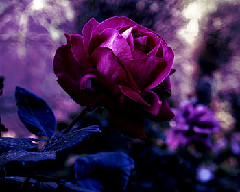 Flowers, Drops, Rose Flower, Rose, Bud, Blur, Smooth, Evening HD wallpaper
