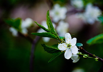 Grass, Flower, Macro, Bloom, Flowering, Spring HD wallpaper
