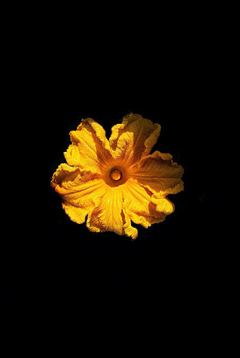 Flowers, Flower, Petals HD phone wallpaper