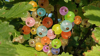 Gooseberry, Macro, Multicolored, Motley, Branch HD wallpaper