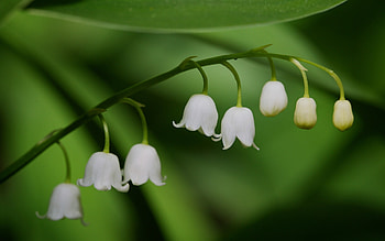 Lily of the Valley , Samantha Mercado's collection, Nature's charm, Serene beauty HD wallpaper