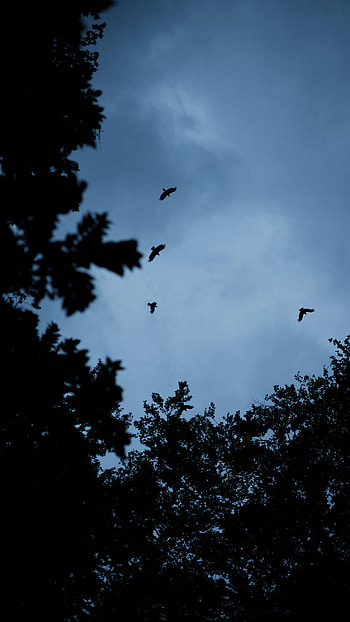 Trees, Sky, Dark, Silhouette, Bird HD phone wallpaper
