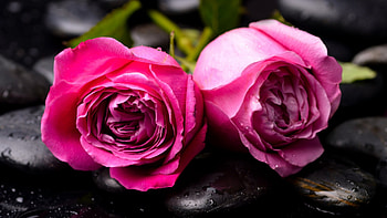 Pink Roses, Roses, Flowers, Pink, Two HD wallpaper