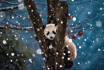 Panda bear, urs, bear, cub, cute, panda, tree, blue, white, up, winter iarna, snow HD wallpaper