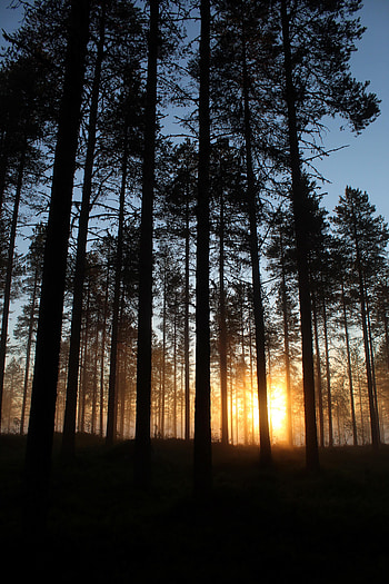 Nature, Trees, Sun, Dawn, Beams, Rays, Forest HD phone wallpaper