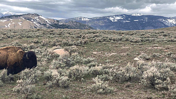 Yellowstone National Park, Journey through nature, Stunning scenery, Natural beauty HD wallpaper