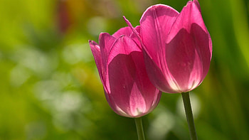 TULIPS, LIGHT, PETALS, GREEN, PINK HD wallpaper