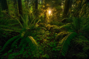 Sunlight, Jungles HD wallpaper