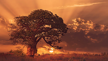 Baobab Tree Sybset HD wallpaper