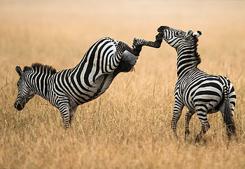 Animals, Grass, Zebra, Couple, Pair, Stroll HD wallpaper