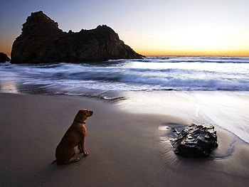 Waiting for masters return, dog, searching, alone, waiting, evening, ocean, beach HD wallpaper