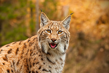 Lynx, kitten, animal, paw HD wallpaper