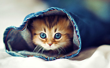Animals, Fluffy, Kitty, Kitten, Muzzle, Hide, Jeans HD wallpaper