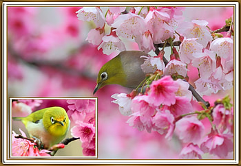 FRAMED BIRDS, BIRDS, NATURE, , FRAMED HD wallpaper
