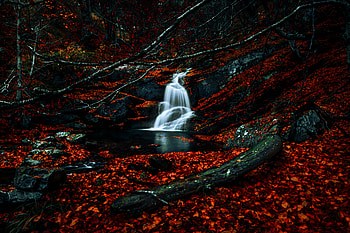 Autumn, red leaves, forest, waterfall, river, water stream HD wallpaper