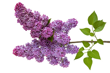 Lilac branch, branch, purple, spring, lilac HD wallpaper