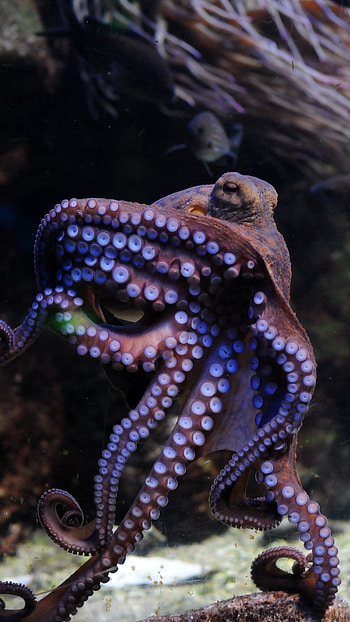 Octopus, Adorable Ocean, Animal HD phone wallpaper