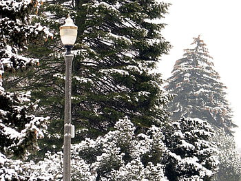 Winter, Nature, Trees, Park, Lantern, Lamp HD wallpaper
