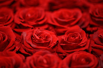 Close up, arranged, red roses HD wallpaper