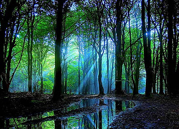 Forest dusk, blue mist, rays, sunlight, trees, green trees, dusk HD wallpaper