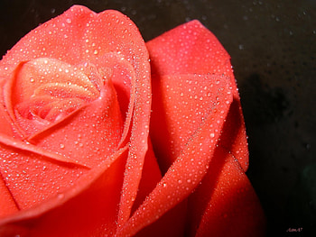 Plants, Flowers, Roses HD wallpaper