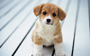 Animals, Dogs HD wallpaper