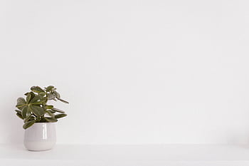 Elegant succulent plant in a white vase on a minimalist white background, ideal for modern decor themes. HD wallpaper