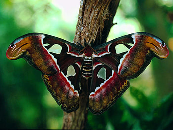 CAMOUFLAGED BUTTERFLY, brown, butterfly, camouflaged, red HD wallpaper
