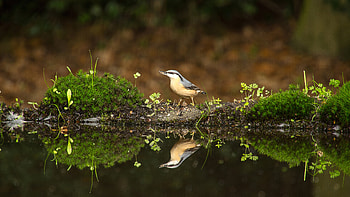 Bird in action, , Ultra display, Stunning moment HD wallpaper
