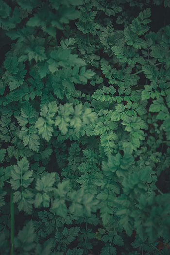Plants, Leaves, Macro HD phone wallpaper