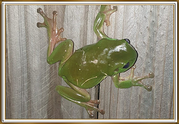 FROG ON A FENCE, NATURE, FROG, , FENCE HD wallpaper