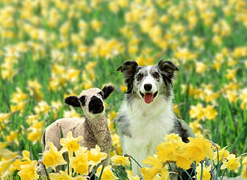 Dog and lamb, dog, daffodils, field, spring, lamb HD wallpaper